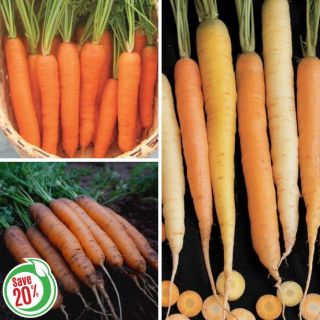 Carrot Collection Thumbnail
